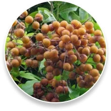 Saponins — ingredient in ProstaPure